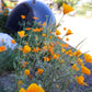 Rancho Obi-Wan 2026 Summer FUNdraiser